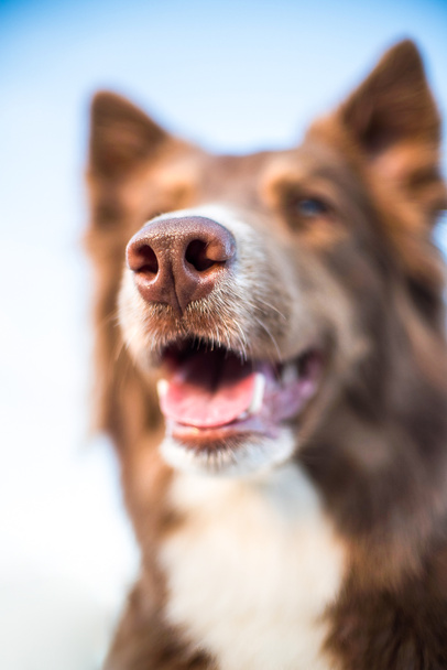 Красивая коричневая собака границы колли нос и рот открыт в макро. фокус на нос
 - Фото, изображение