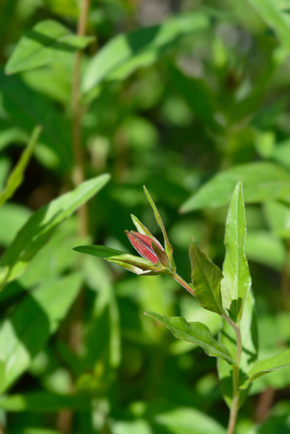 bourgeon de fleur d'onagre Narrowleaf - Nom latin - Oenothera fruticosa - Photo, image