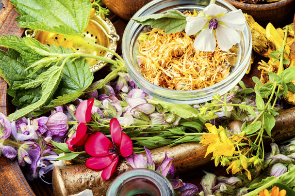 Fresh medicinal, healing herbs.Alternative medicine herbal.Herbal medicine and homeopathy - Фото, изображение
