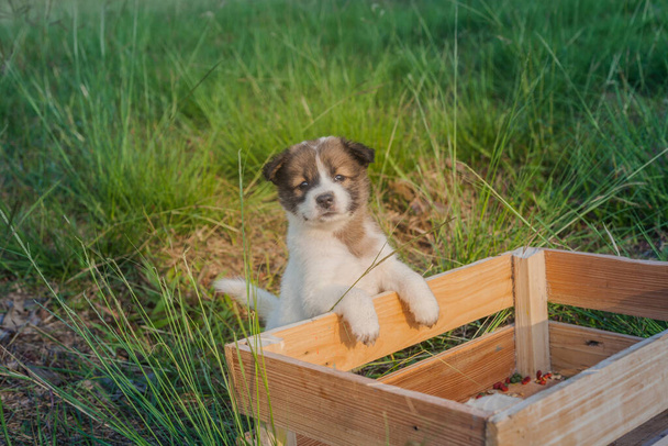 Thai Bangkaew cachorros do cão estão na caixa de madeira na grama  - Foto, Imagem