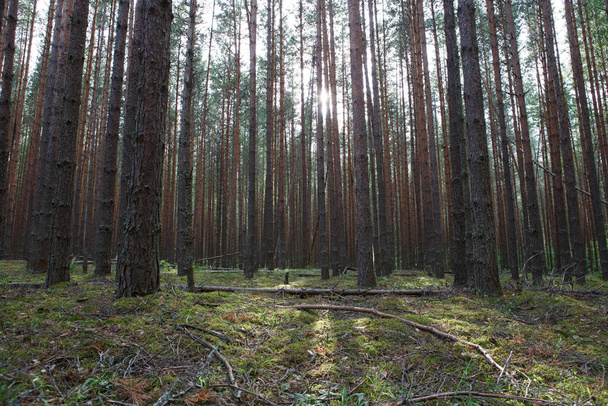 Çam ağaçlarının gövdeleri, kırık dalları, kuru yaprakları ve parlak yeşil otlarıyla dolu sonsuz sıra kozalaklı ağaç gövdeleri. Rus ormanında vurulmuş. - Fotoğraf, Görsel
