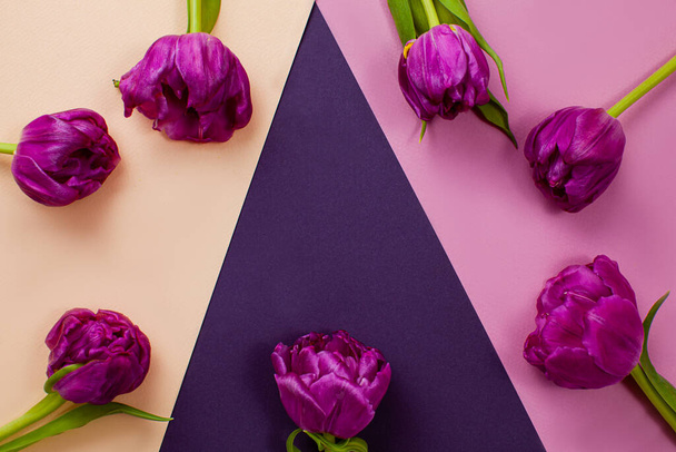 Wonderful tulips with a copyspace on a geometric background - Zdjęcie, obraz