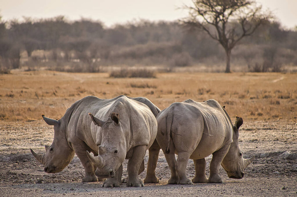 White Rhinoceros, Ceratotherium simum,Square-lipped Rhinoceros, Khama Rhino Sanctuary, Serowe, Botswana, Africa - Photo, Image