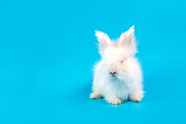 Hyvää pääsiäispäivää. Valkoinen kani sinisellä pohjalla. Söpö valkoinen vauva pupu sinisellä taustalla. - Valokuva, kuva