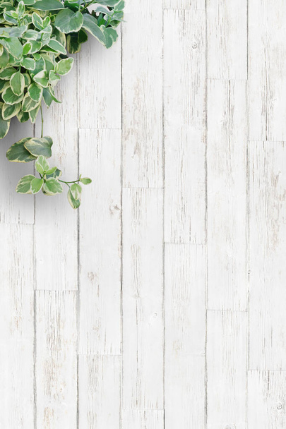 White background planks and houseplants - Fotoğraf, Görsel
