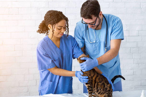 Animal doctor with nurse giving checkup to tabby cat at clinic - Photo, Image