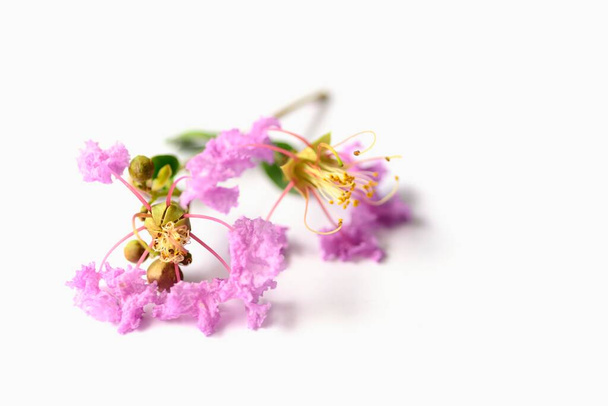 Violetti raaputa myrtti kukkia eristetty valkoisella pohjalla. - Valokuva, kuva
