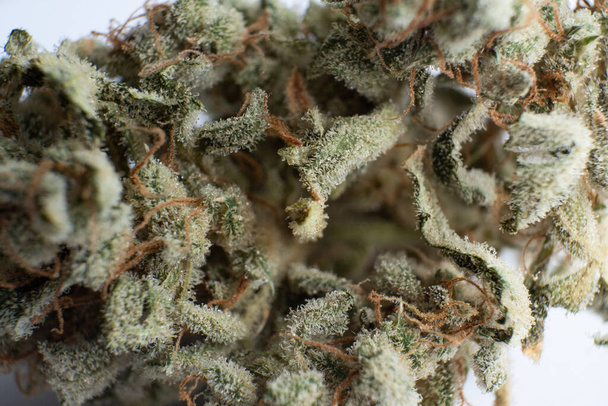 Cannabis weed bud macro. The pot leaves on buds CBD. White background Vartical shot. Sativa Indica medical health. THC Kief in grinder. Marijuana nature bud close up. - Photo, Image