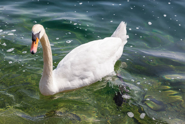 Закрыть вид на белого лебедя, плавающего на зеленой воде в озере
. - Фото, изображение