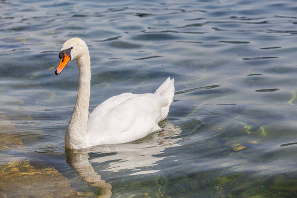 Закрыть вид на белого лебедя, плавающего на зеленой воде в озере
. - Фото, изображение