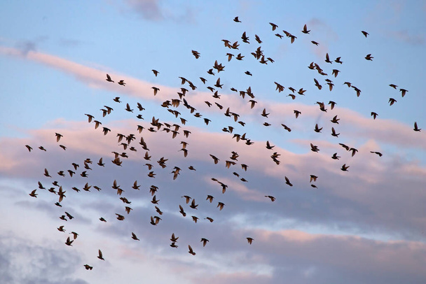 Μεγάλο σμήνος Στάρλινγκς πετάει στον ουρανό. European Starling (Sturnus vulgaris), τέλη Μαΐου, Λιθουανία. - Φωτογραφία, εικόνα
