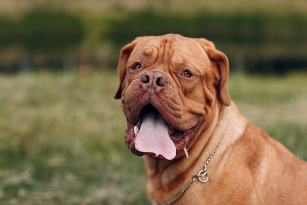 Retrato Dogue de Bordeaux. Mascota francesa mascota
 - Foto, Imagen