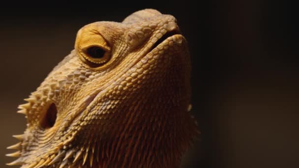Close up of lizard  turning his head  - Video, Çekim