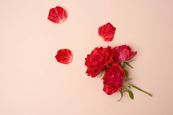 kvetoucí červená růže se zeleným stonkem na béžovém pozadí, slavnostní pozadí - Fotografie, Obrázek