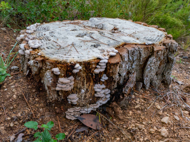 Rough stub in the country. It has white fungi all over its bark. - Photo, Image