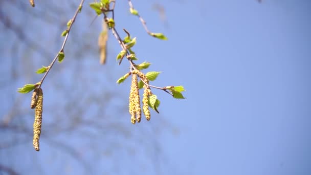 nuori vihreä kevät lehdet koivu puu aurinkoisena päivänä sininen taivas - Materiaali, video