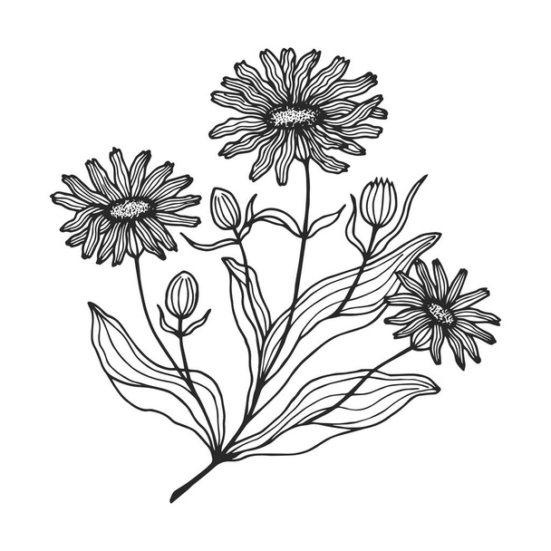 vector illustration, flora and plant flowers , black and white art  - Vettoriali, immagini
