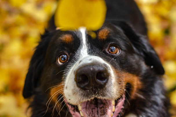 bernese mountain dog with autumn yellow and red leaves. dog head smile - Photo, Image