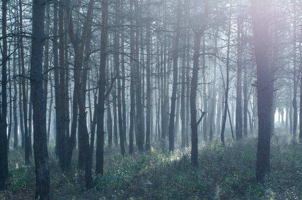 pine tree forest in a sunny morning / evening with fog, mystery dark woods - Photo, Image