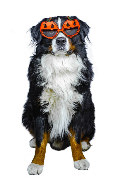 Bernese dağ köpeği beyaz arka planda, Cadılar Bayramı için giyinmiş balkabağı gözlükleriyle tek başına oturuyor. - Fotoğraf, Görsel