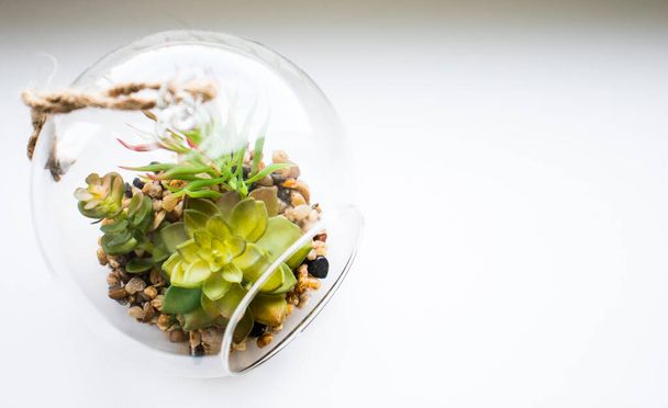 Красивые маленькие растения внутри стеклянной лампочки. Декоративные элементы
 - Фото, изображение