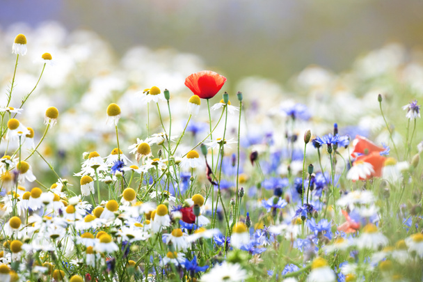 Abundance of Wild Flowers on a Meadow. - Photo, Image