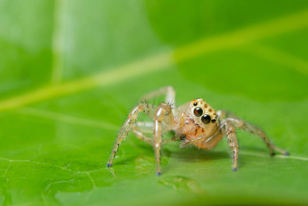 Bitkinin üzerinde Macro örümceği - Fotoğraf, Görsel