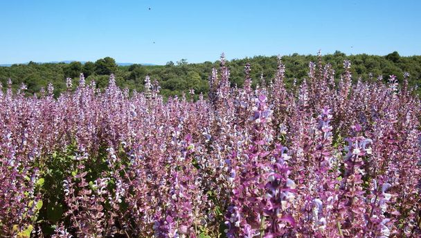 Clary sage (Salvia sclarea) field near Valensole, Provence, France - Photo, Image