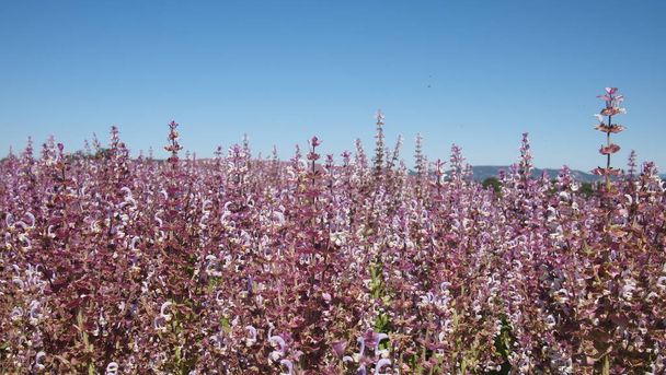 フランス・プロヴァンス州ヴァレンソール近郊のClary sage (Salvia sclarea)フィールド - 写真・画像