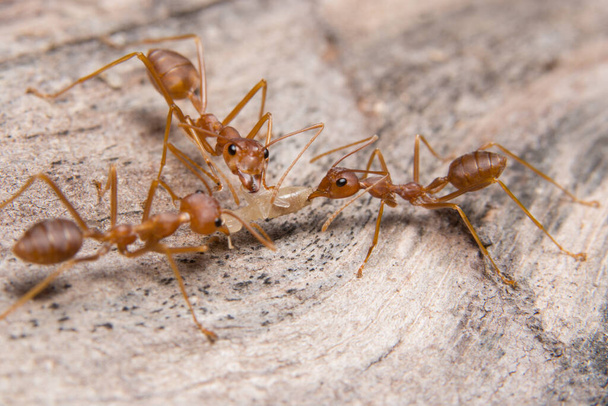Макро-красные муравьи ищут пищу
 - Фото, изображение