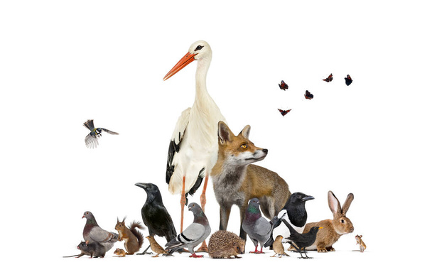 Grupa wielu zwierząt z europejskiego parku fauny i ogrodu, lisica czerwona, bocian - Zdjęcie, obraz