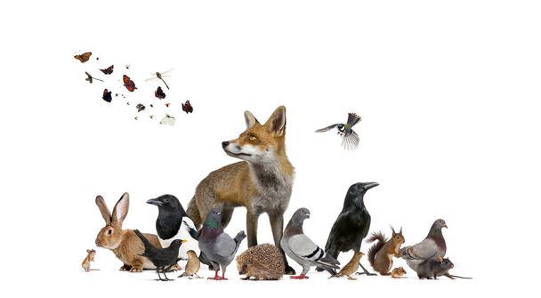 Grupa wielu zwierząt z europejskiego parku fauny i ogrodu - Zdjęcie, obraz
