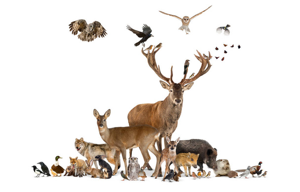 Grande gruppo di vari animali della fauna europea, cervi rossi, volpi rosse, uccelli, roditori, isolati - Foto, immagini