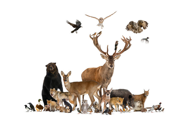 Large group of many european animals, fauna, bear, lynx, red deer, red fox, bird, rodent, isolated - Photo, Image