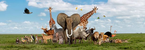 Μεγάλη ομάδα της αφρικανικής πανίδας, σαφάρι άγρια ζώα μαζί, σε μια σειρά, απομονωμένη - Φωτογραφία, εικόνα