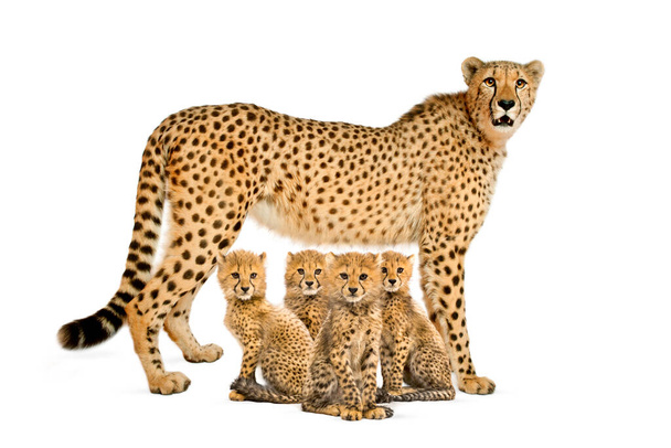 tři měsíce starý gepardí mládě sedí vedle nich matka, izolovaný - Fotografie, Obrázek