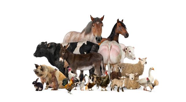 Grupo de muchos animales de granja de pie juntos
 - Foto, Imagen