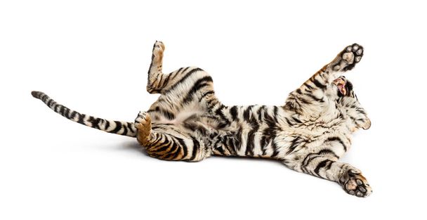 Tygr si hraje na zádech, izolovaný na bílém - Fotografie, Obrázek