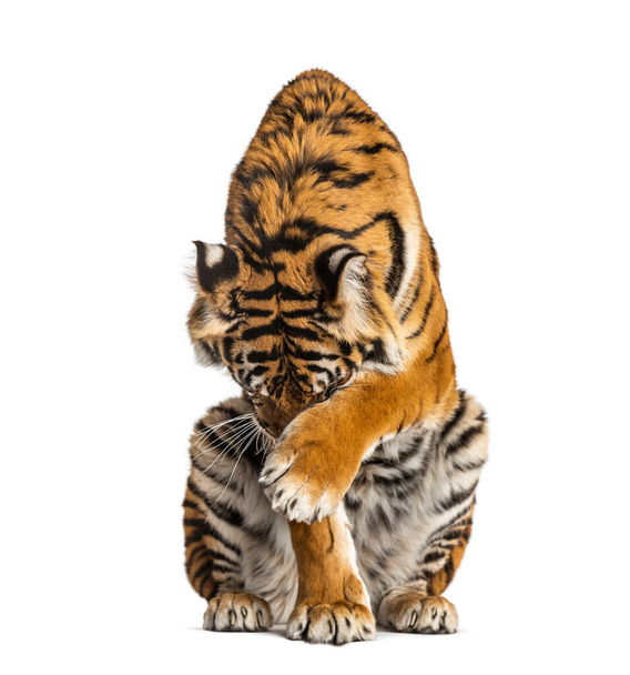 Τίγρης κάθεται και κρύβει το κεφάλι του, απομονωμένο σε λευκό - Φωτογραφία, εικόνα