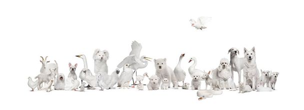 Group of white animals in a row, pet and wild, isolated    - Photo, Image