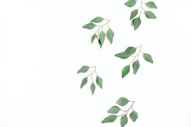 Green branch, leaves eucalyptus populus isolated on white background. Flat lay, top view - Foto, Imagen