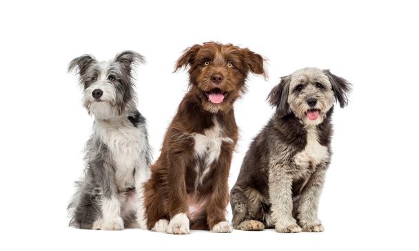 groep van gemengde rassen hond geïsoleerd op wit - Foto, afbeelding