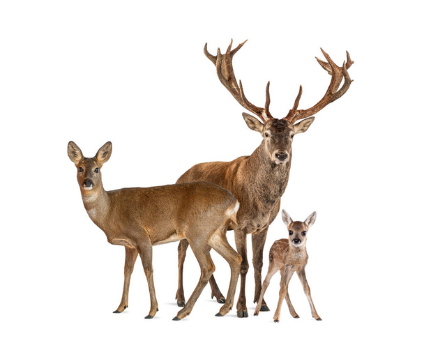 Family of reed dear. Male, Doe and fawn, isolated on white  - Photo, Image