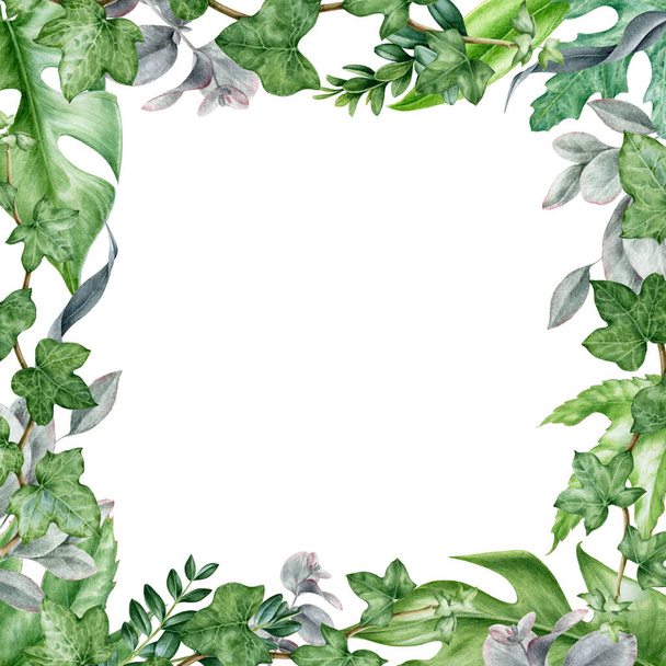 正方形のフレーム緑の葉の水彩イラスト。ユーカリ、モンスターと緑豊かな常緑樹の手でトレンディーなカードのデザインを描いた。白地に隔離された植物性ハーブエレガントな配置 - 写真・画像