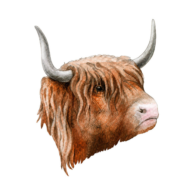 Horský dobytek kráva akvarel image. Ručně kreslené skotské farmářské plemeno zblízka ilustrace. Červená kráva s rohy portrét izolované na bílém pozadí - Fotografie, Obrázek