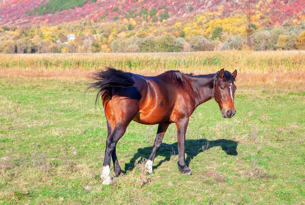 Vista laterale del cavallo bruno. Cavallo domestico al pascolo nel prato  - Foto, immagini