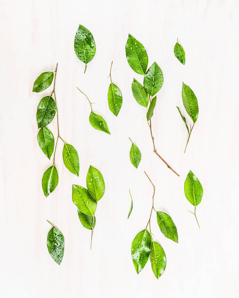 Green leaves branch flat lay on white wooden background, top view - Foto, immagini