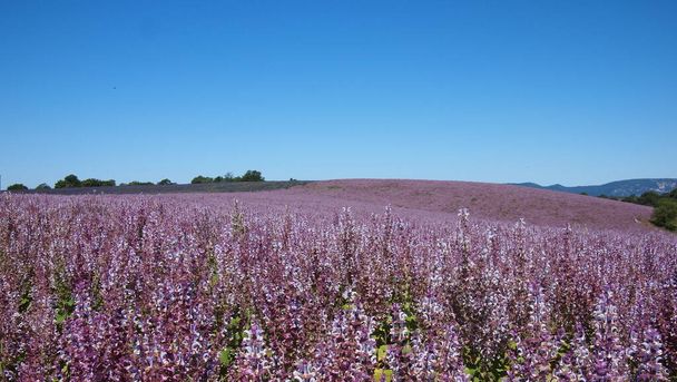 フランス・プロヴァンス州バレンソール近郊のラベンダー畑と空を背景にしたクリア・セージ(サルビア・スクレア)畑 - 写真・画像