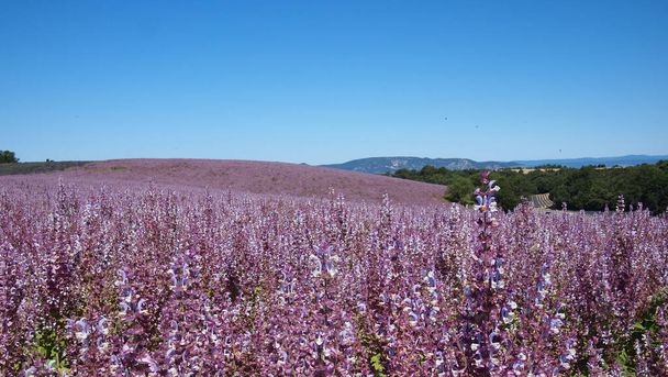Clary sage (Salvia sclarea) kenttä laventelipelloilla ja taivaalla Valensolen lähellä, Provence, Ranska - Valokuva, kuva