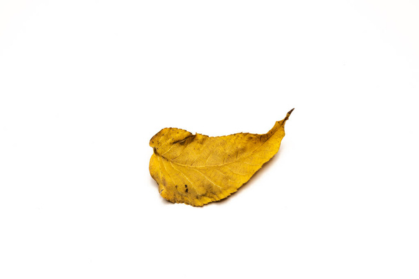 dried leaves on white background - Foto, Imagem